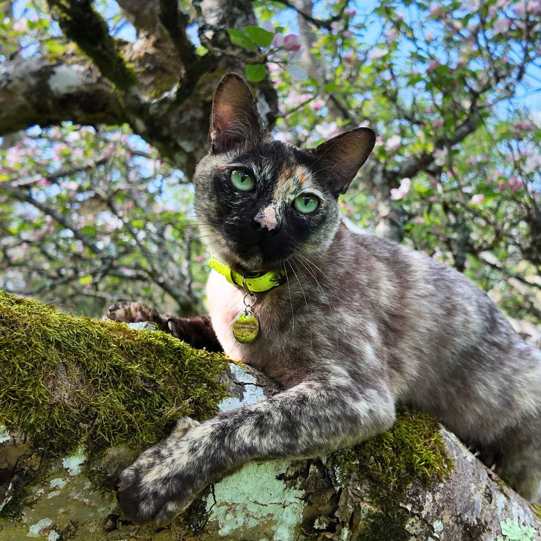 Neon Yellow - Reflective Cat Collar