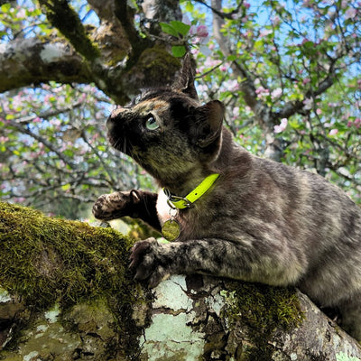 Neon Yellow - Reflective Cat Collar