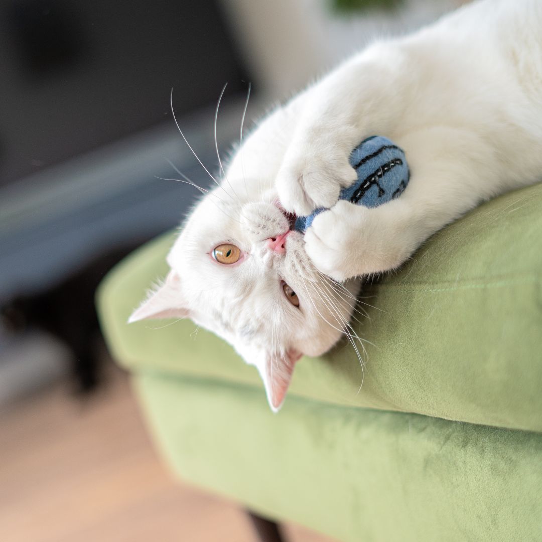 Cheshire Cat Catnip Toy
