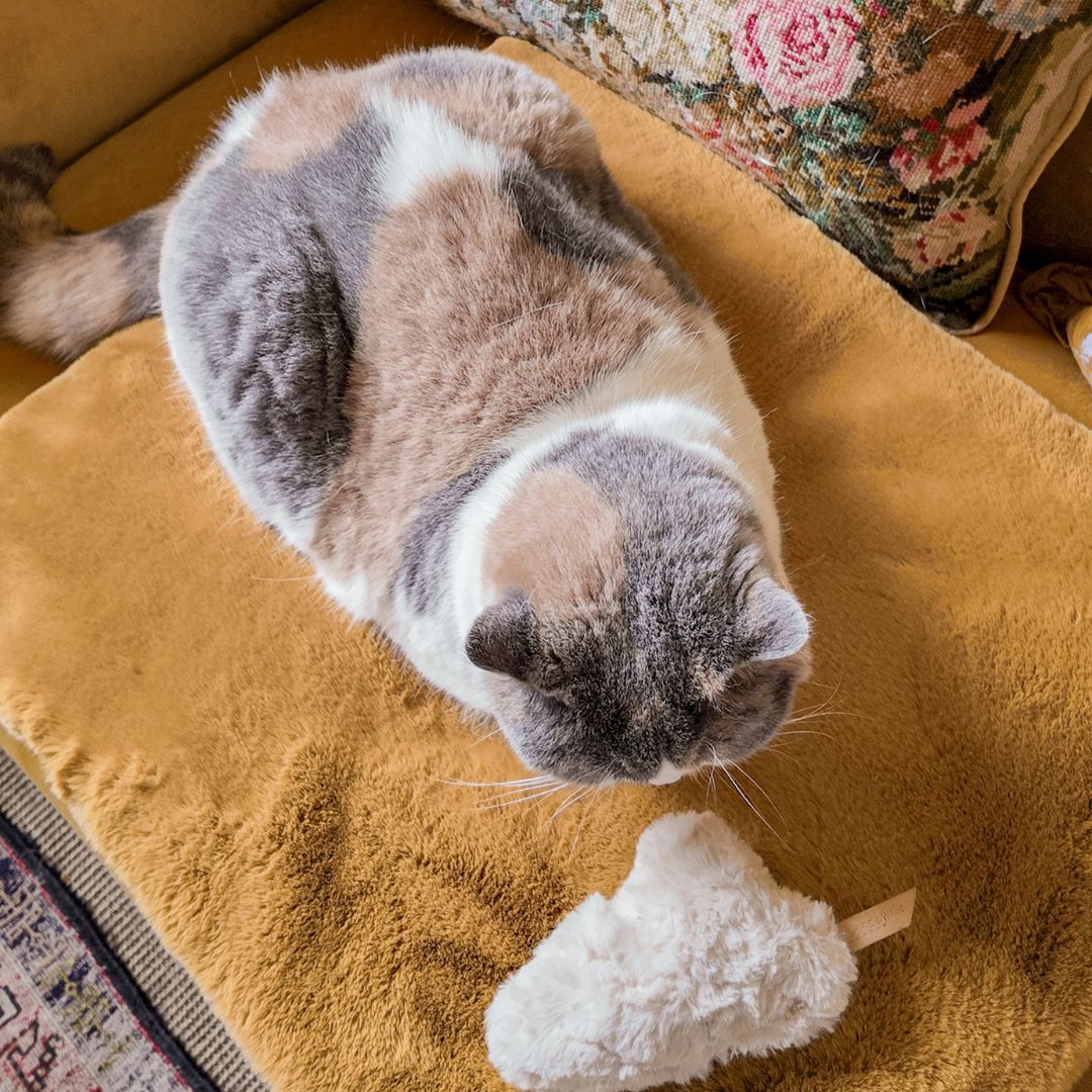 Cat Cloud® Bed - (Limited Edition) Saffron Yellow