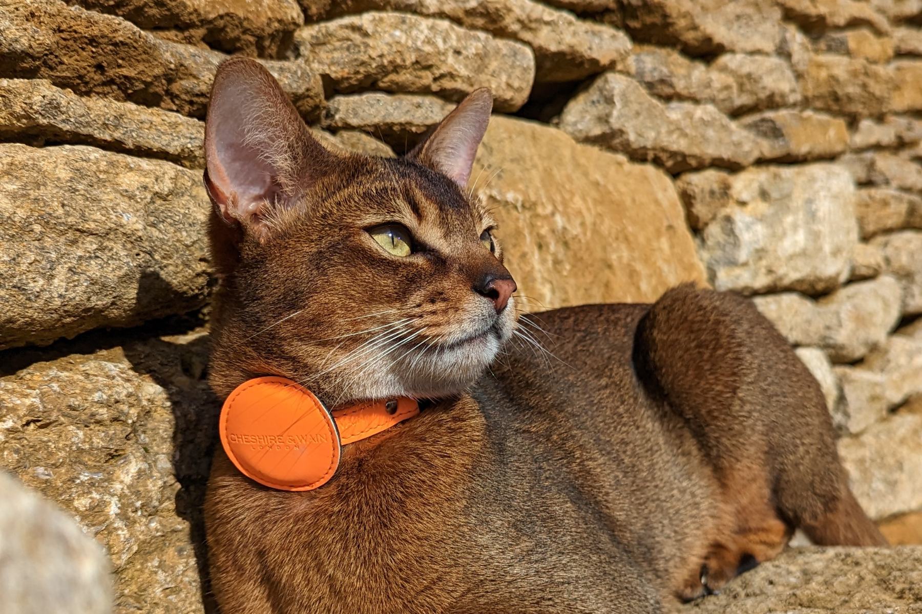 Cat accessories clearance near me