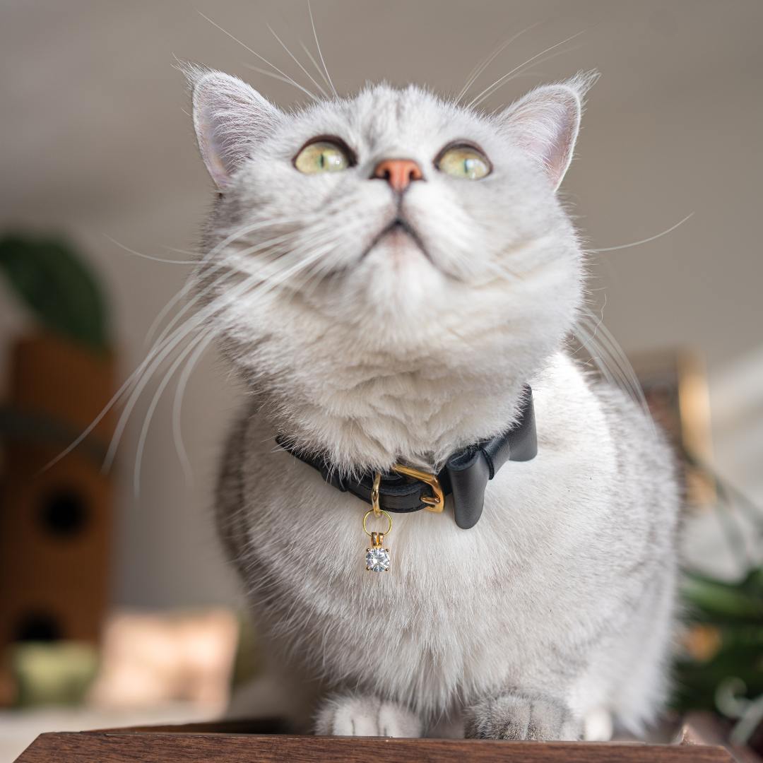 Cheshire & Wain - Jabberwocky Black Breakaway Leather Cat Collar