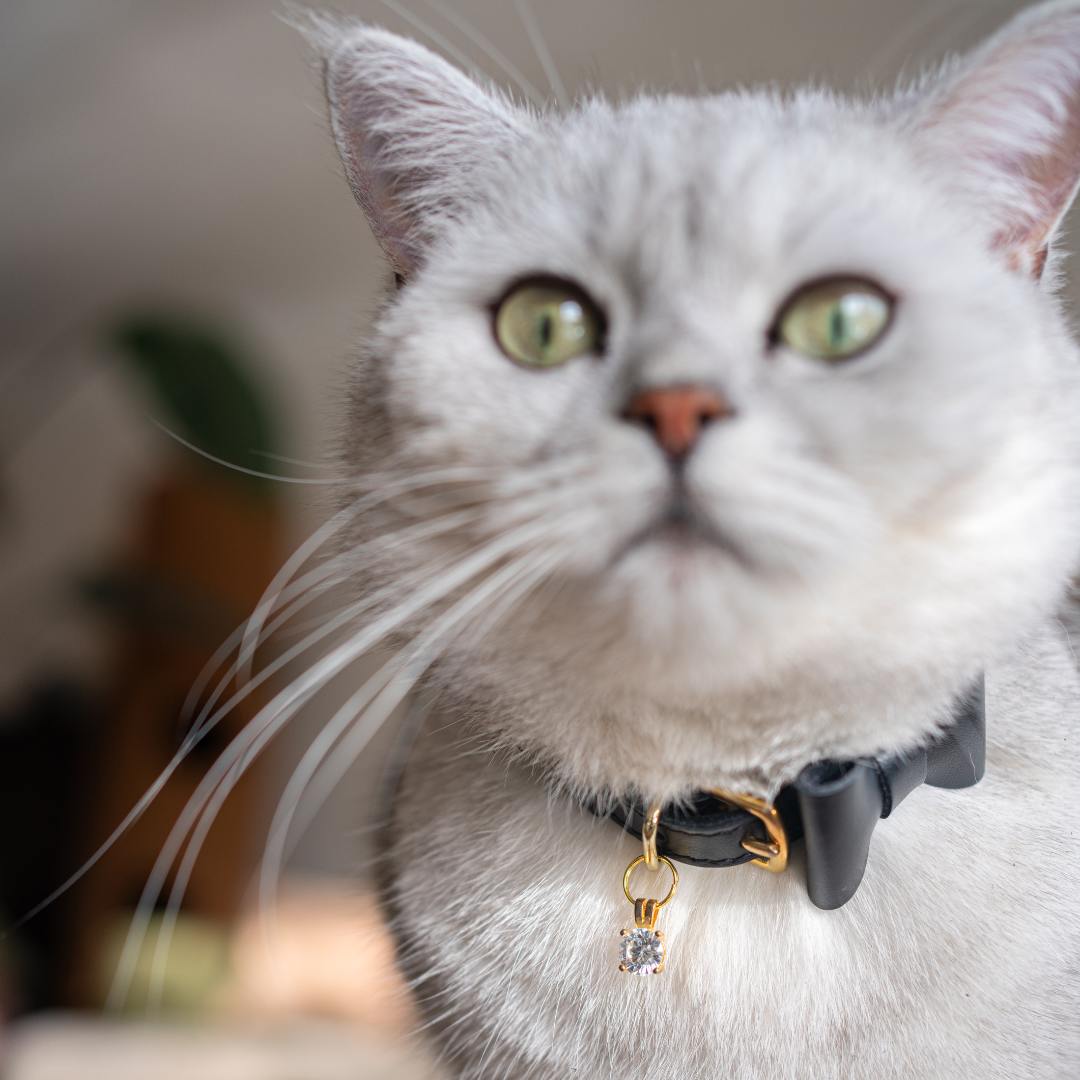 Wonderland - Jabberwocky Black Cat Collar
