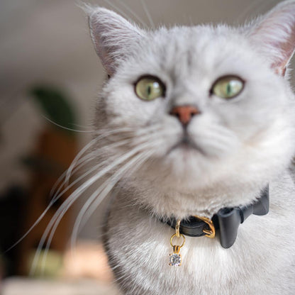 Wonderland - Jabberwocky Black Cat Collar