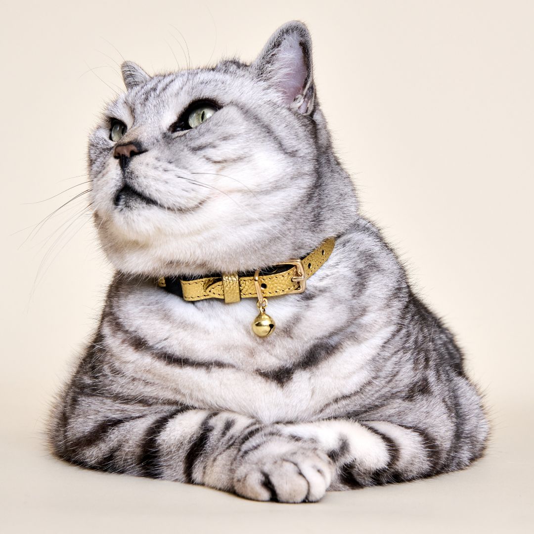 The 'Caspian' Caviar Cat Collar - Gold Label