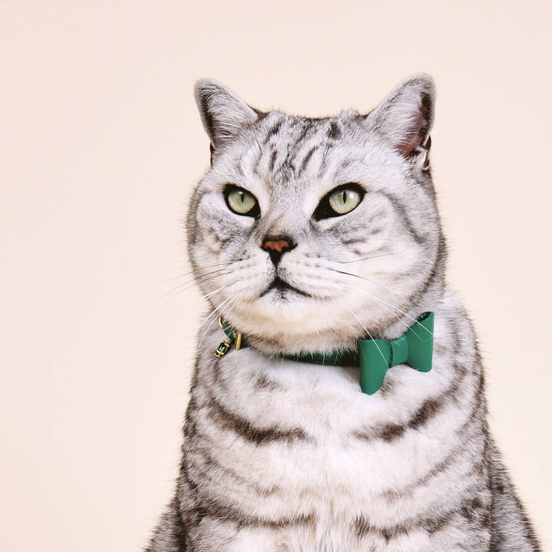 Cheshire & Wain - Mock Turtle Green Luxury Leather Cat Collar