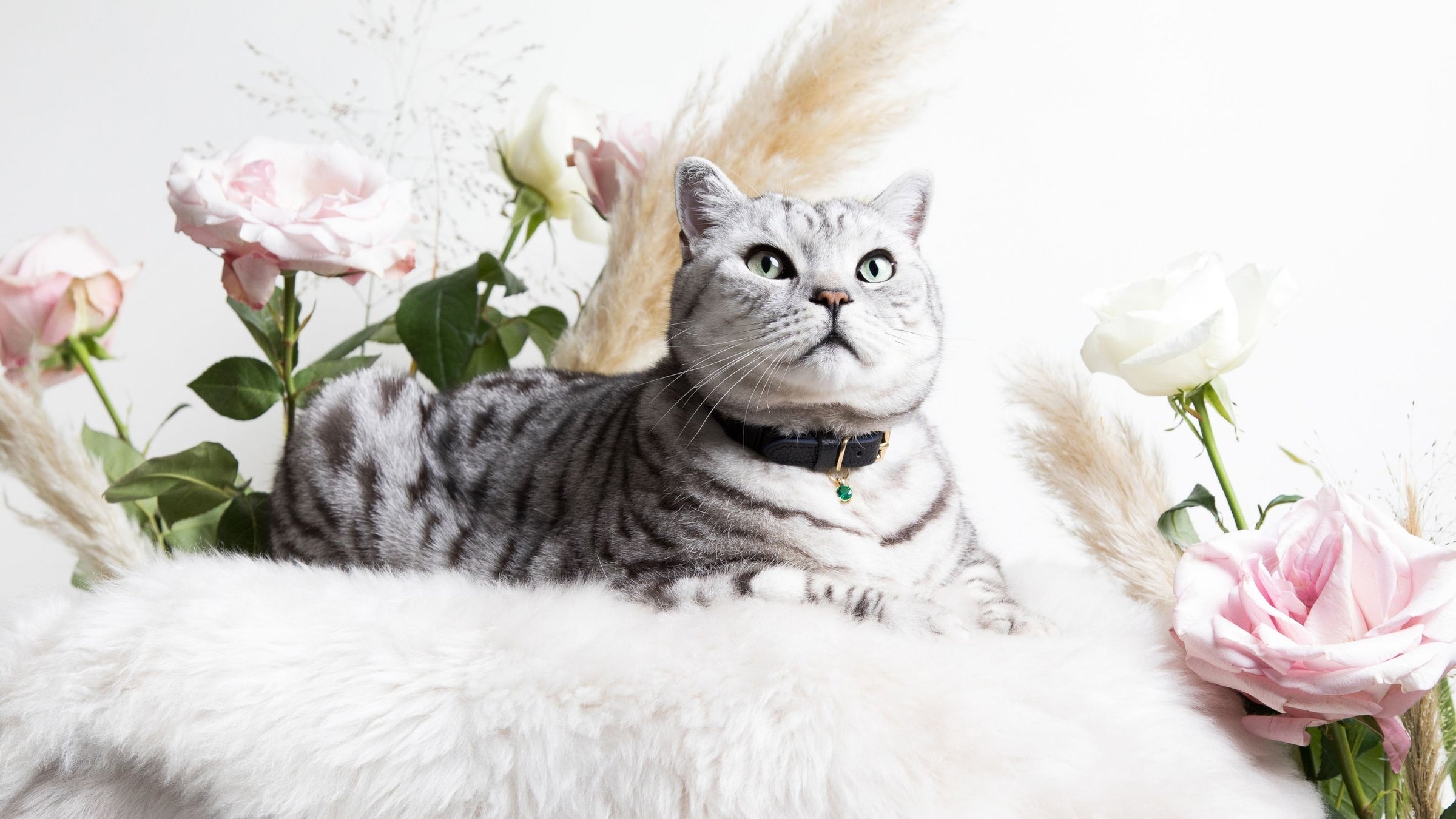 Luxury gucci cat collar Clearance