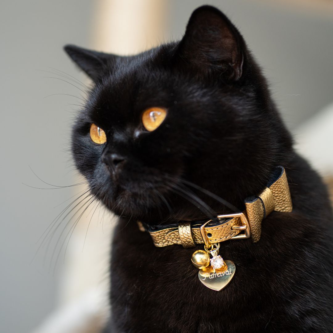 The 'Caspian' Caviar Cat Collar - Gold Label
