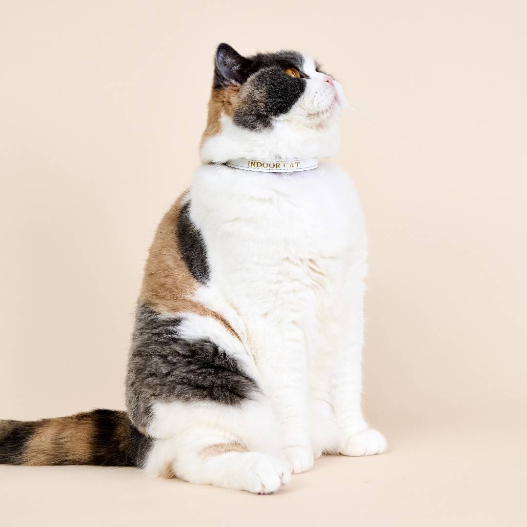 New Wonderland - White Rabbit Cat Collar