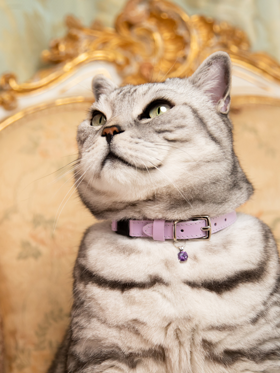 Fancy cat accessories online