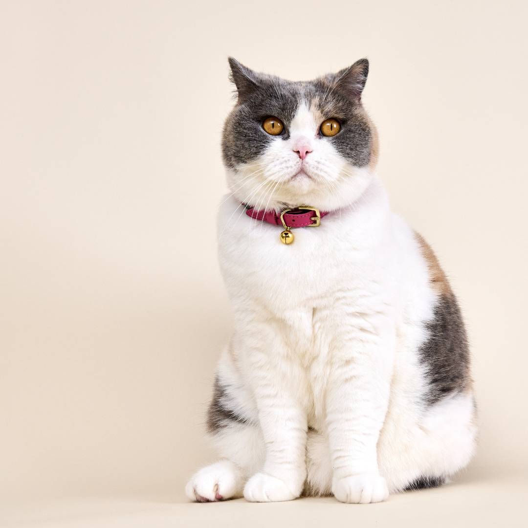 Wonderland - Flamingo Pink Cat Collar