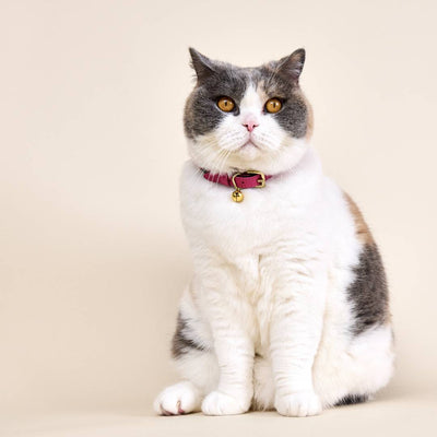 Wonderland - Flamingo Pink Cat Collar