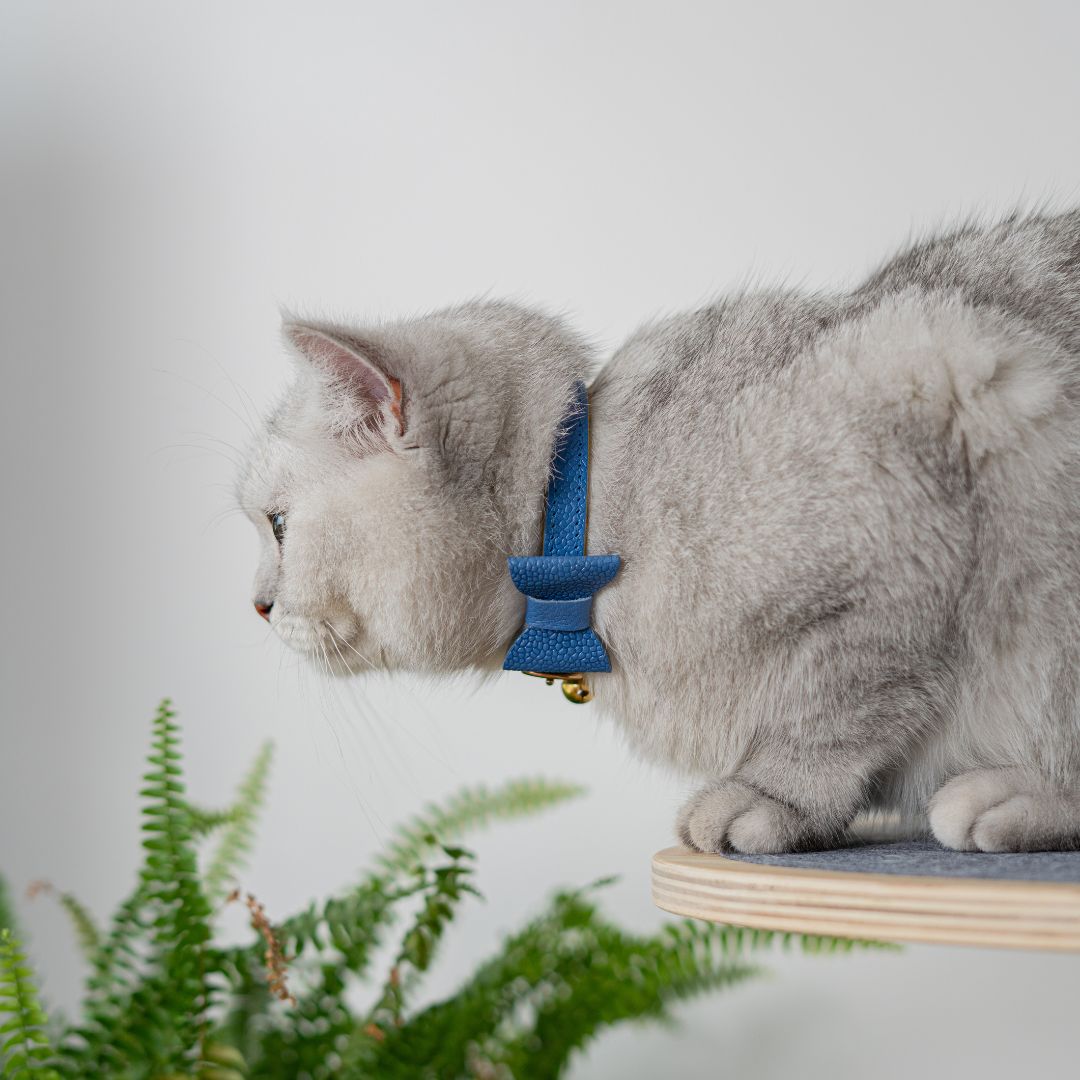 The 'Royal' Caviar Cat Collar - Gold Label