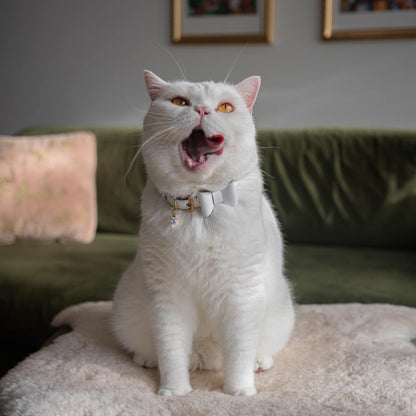 New Wonderland - White Rabbit Cat Collar