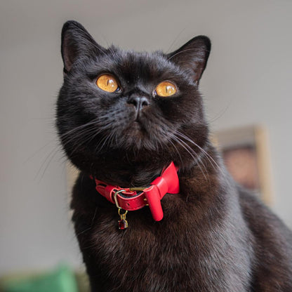 Wonderland - Jam Tart Red Cat Collar