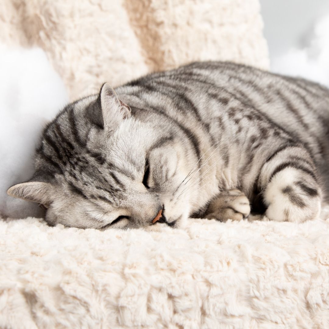 Cat Cloud® Bed - Shearling Cream