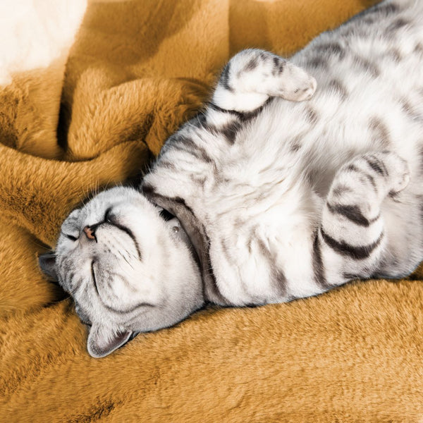 Cheshire_Wainsaffroncatcloudye