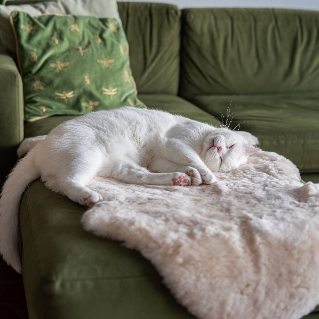 Cheshire Wain Luxury Cat Products Accessories cheshire-wain-luxury-cat-products-accessories