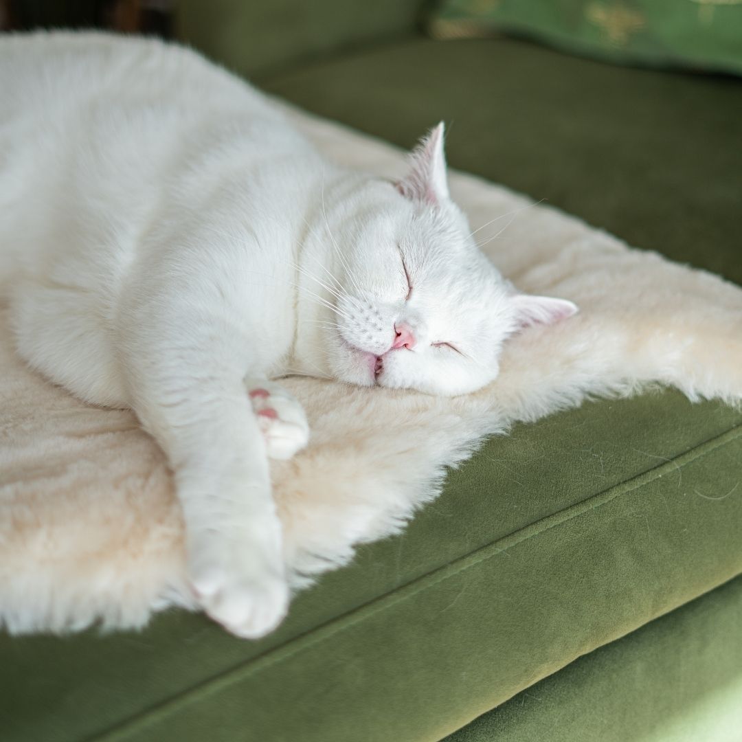 Plush Merino Sheepskin Rugs