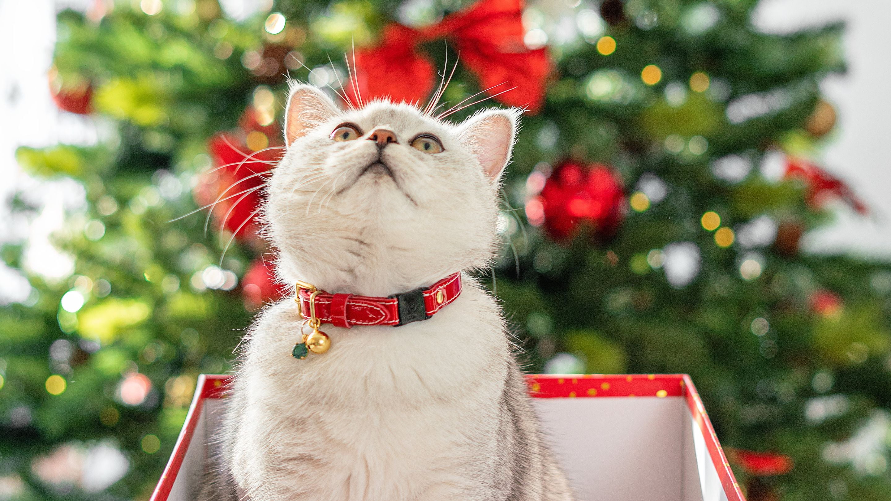 Christmas cat deals collar