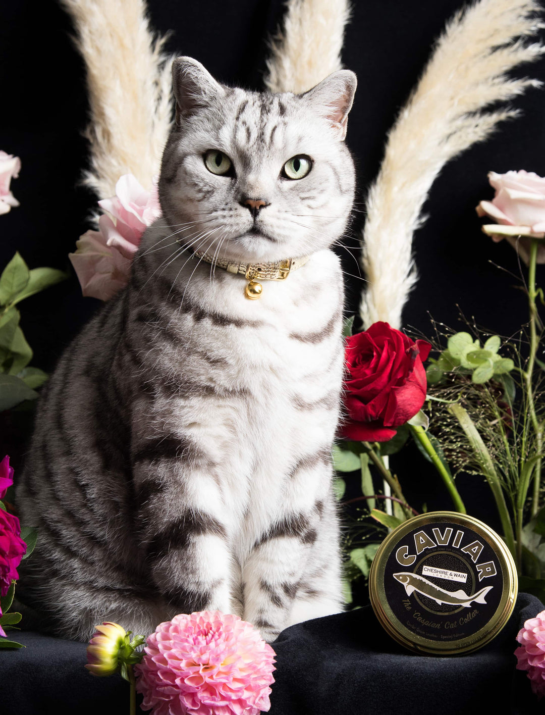 Fitting Guide Cat & Kitten Collar Size Guide & Size Chart Cheshire