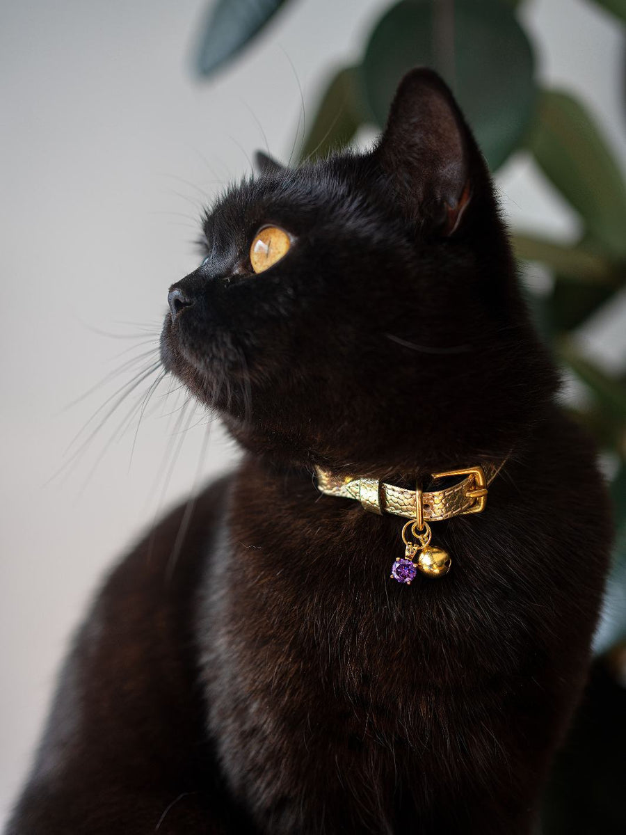 Lux-inspired Waterproof Cat Collar Brown Floral. PU Fashion 