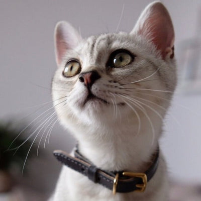 I AM LOVED - Grey Leather Cat Collar