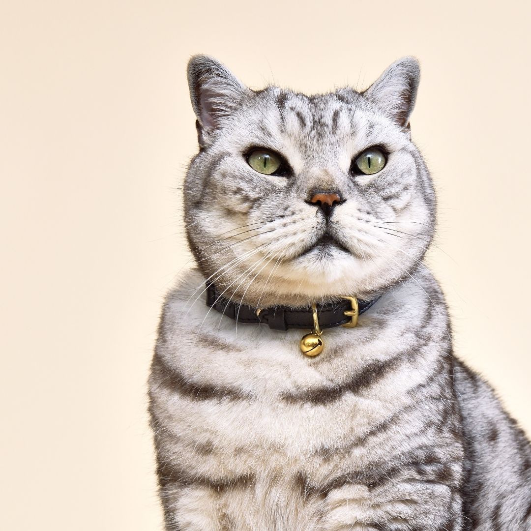 Wonderland - Jabberwocky Black Cat Collar