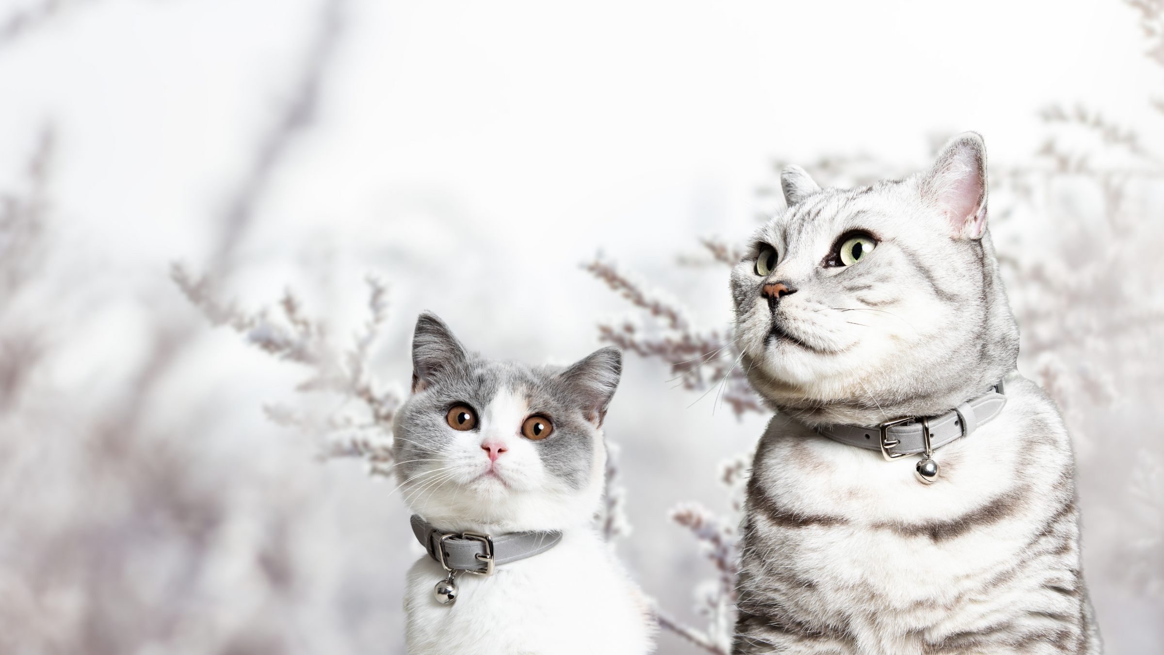 Cheshire Wain Luxury Cat Accessories for Fabulous Felines