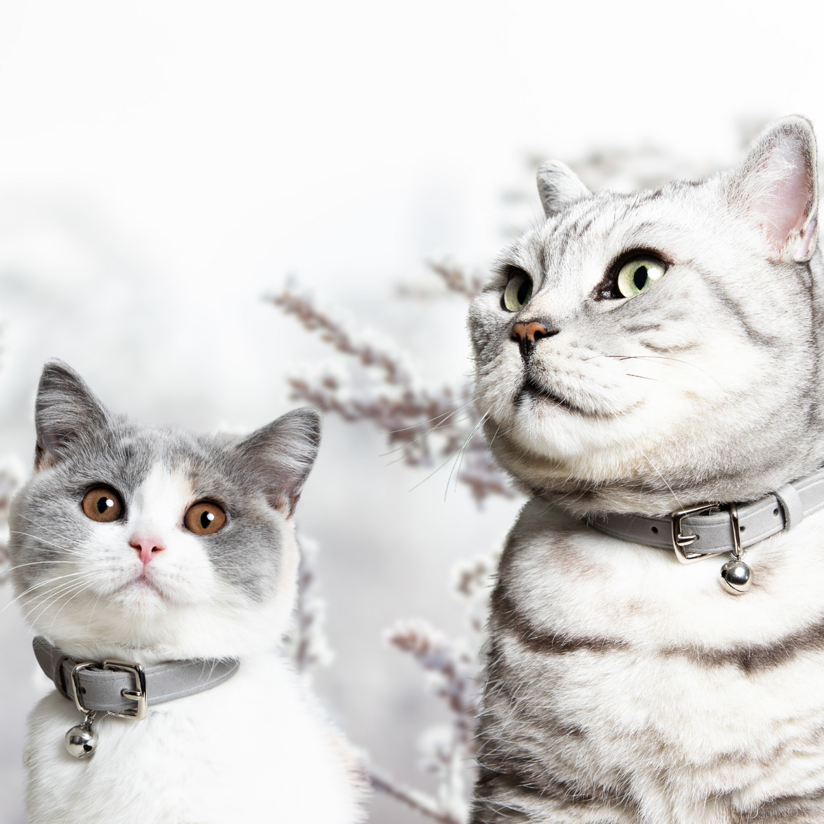 Cheshire Wain Luxury Cat Accessories for Fabulous Felines