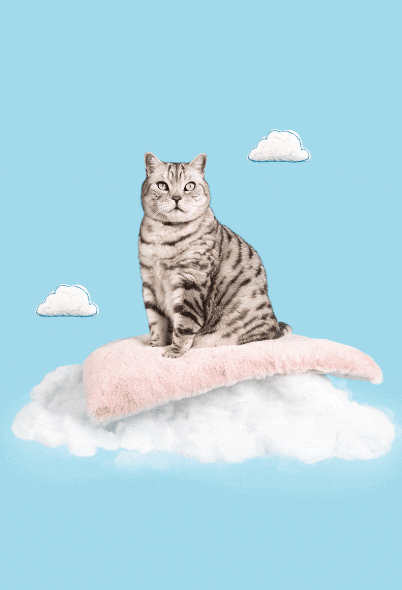 Fancy cat shop best sale