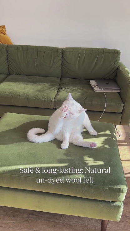 Chief Mouser Training Kit