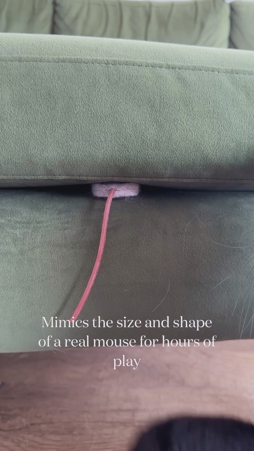 Chief Mouser Training Kit