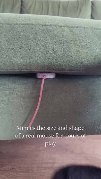 Chief Mouser Training Kit