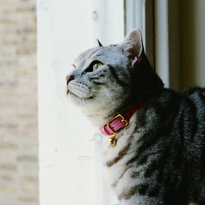 Colour-Pop - Pink Cat Collar