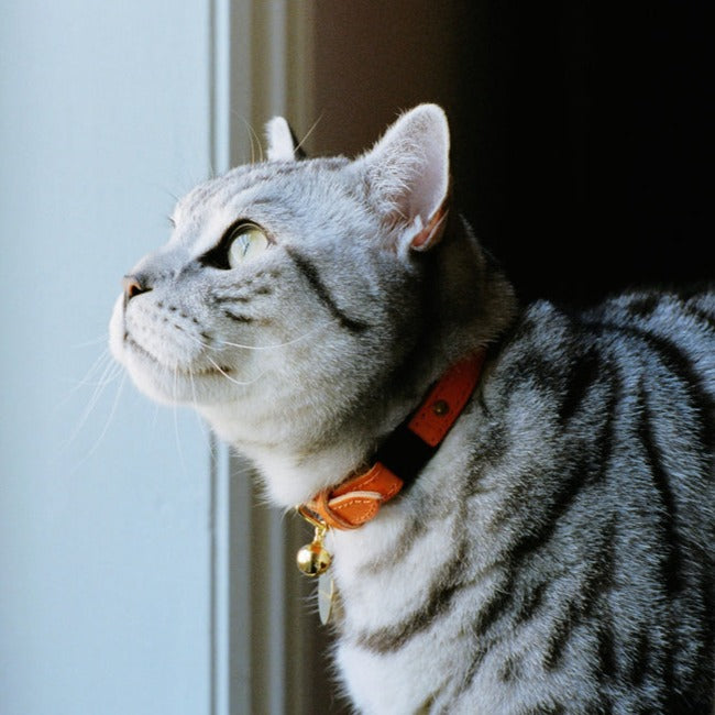 Gray cat collar sale