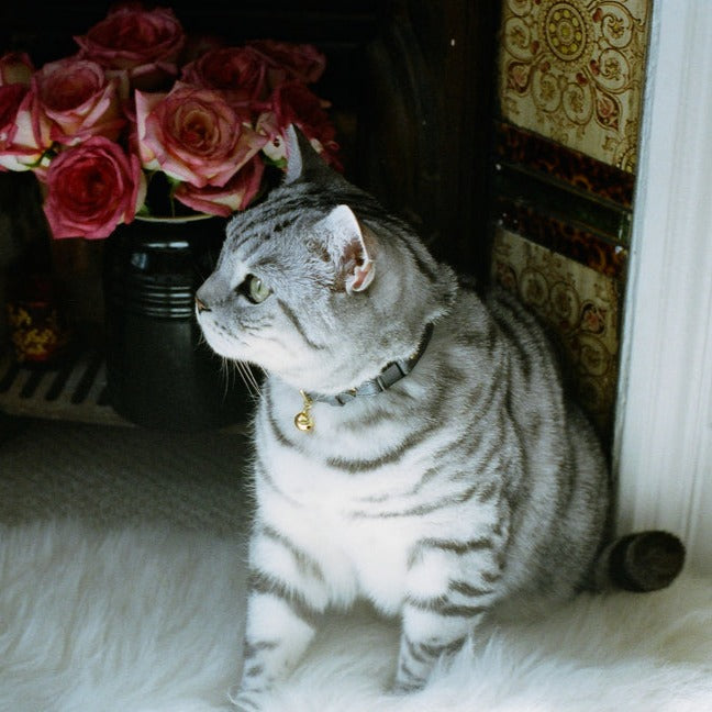 Colour-Pop - Grey Cat Collar (Petite only)