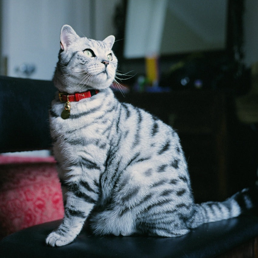 Colour-Pop - Red Cat Collar