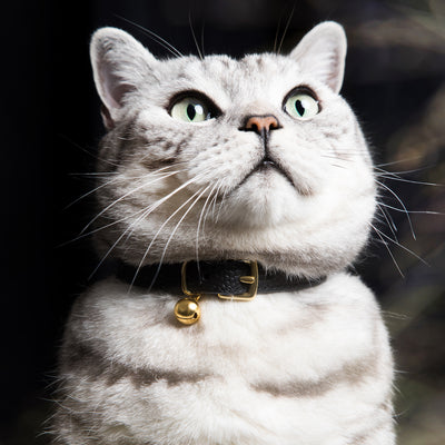 The 'Beluga' Caviar Cat Collar
