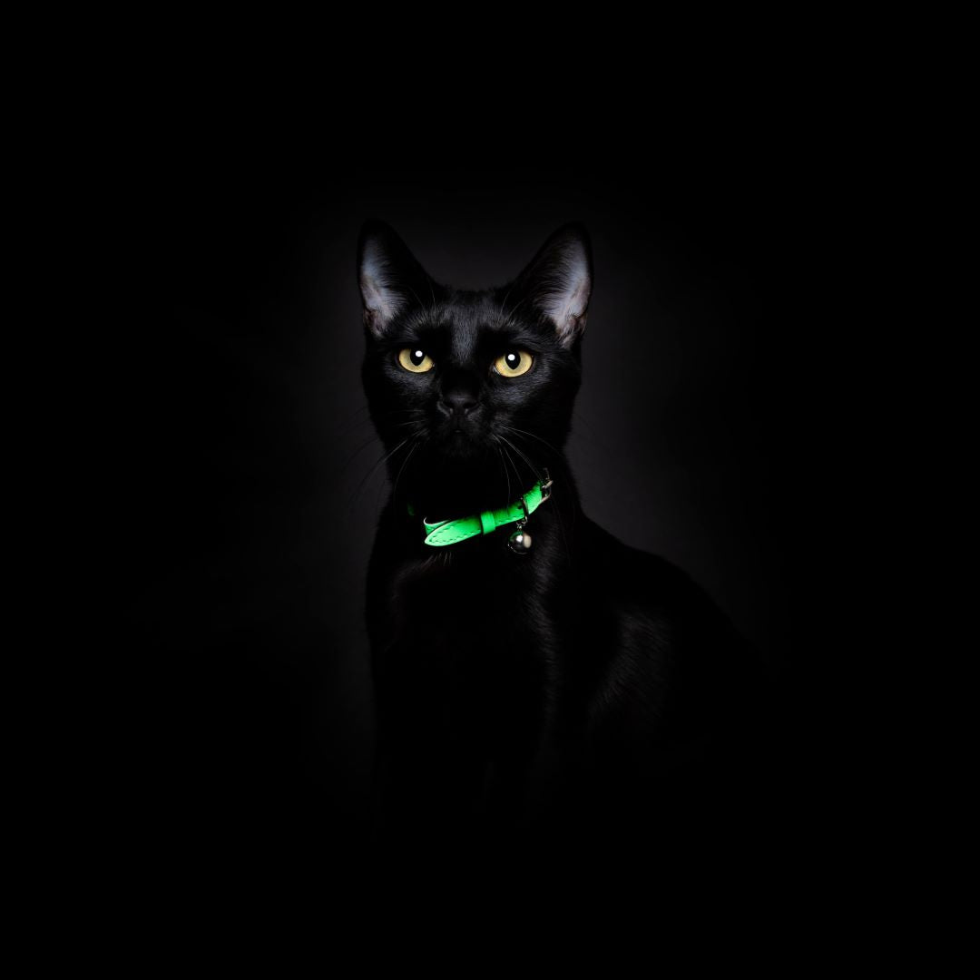 Neon Green - Reflective Cat Collar