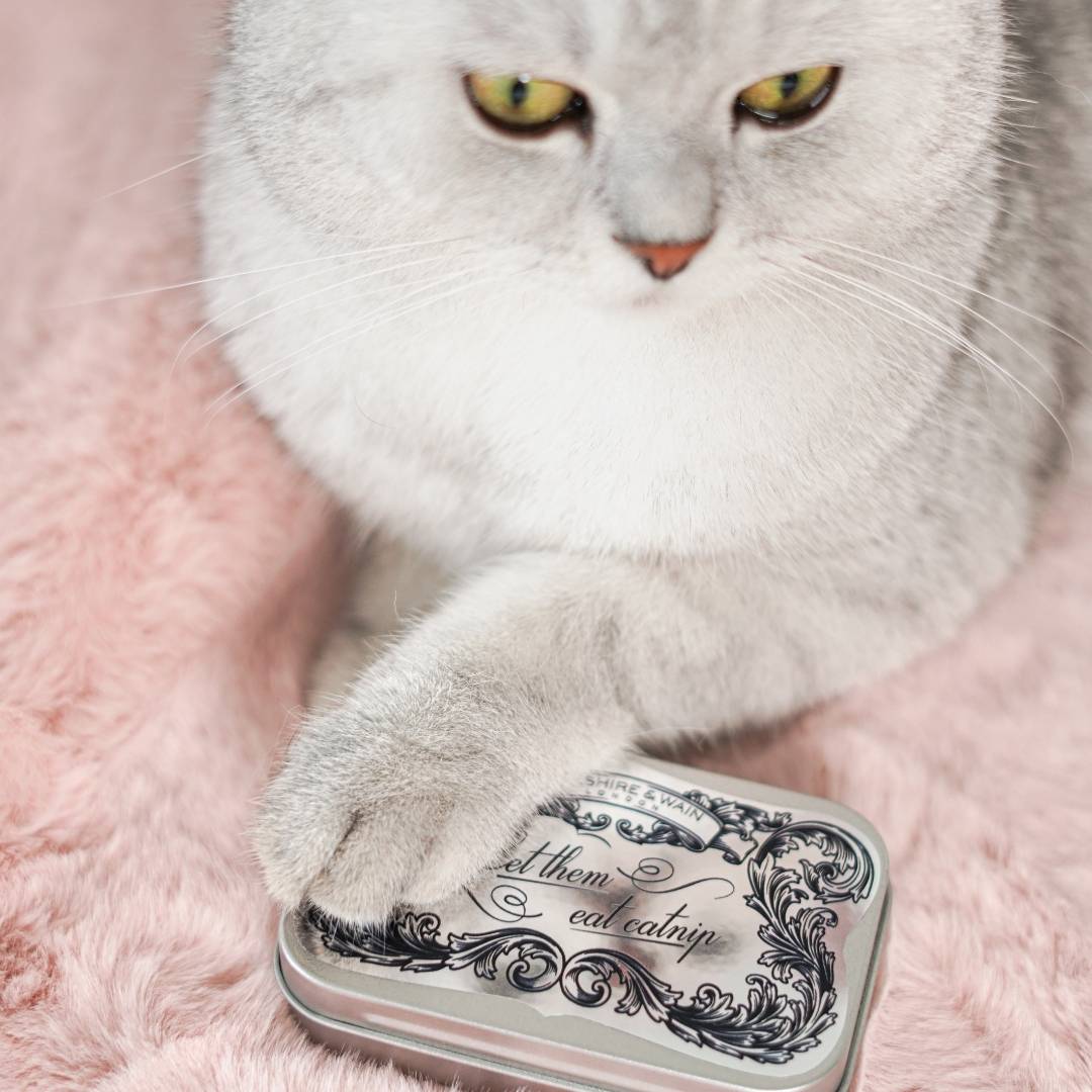 "Let them Eat Catnip!" Gift Tin with Dried British Catnip