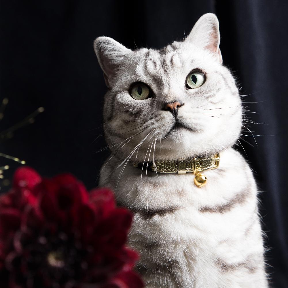 The 'Caspian' Caviar Cat Collar