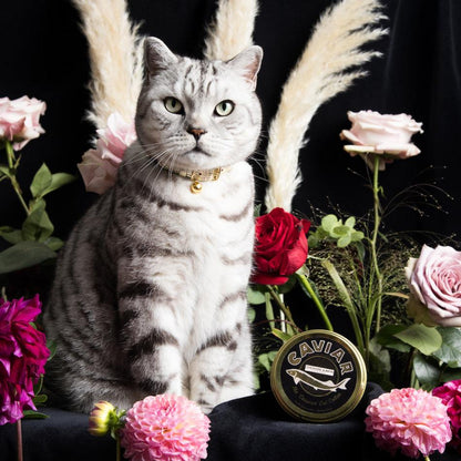 The 'Caspian' Caviar Cat Collar