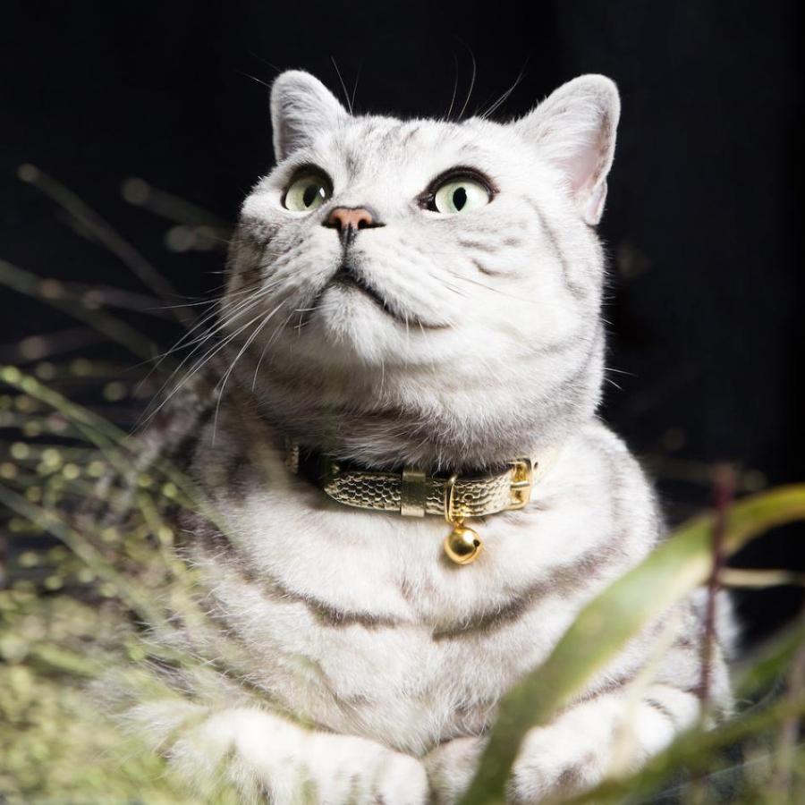 Cheshire and wain cat collar store