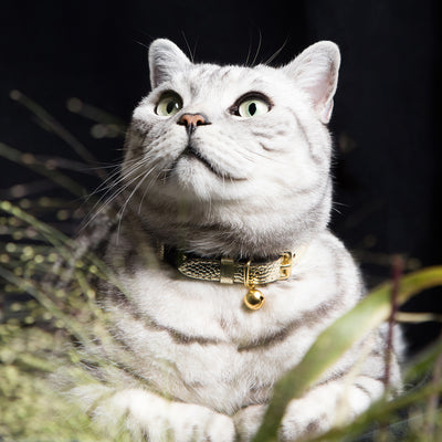 The 'Caspian' Caviar Cat Collar