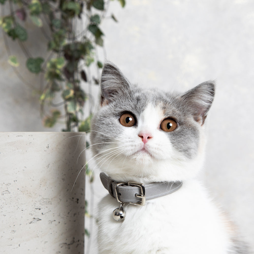 Muted Heritage Mist Cat Collar