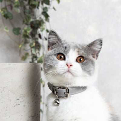 Muted Heritage - Mist Cat Collar