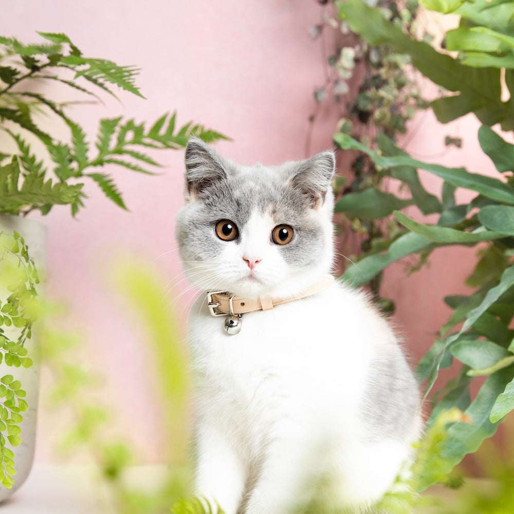 Cheshire and wain cat collar shop