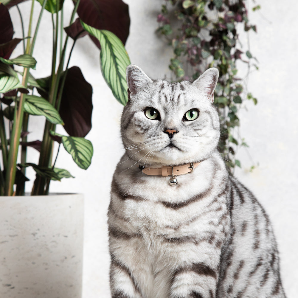 Muted Heritage Cream Cat Collar