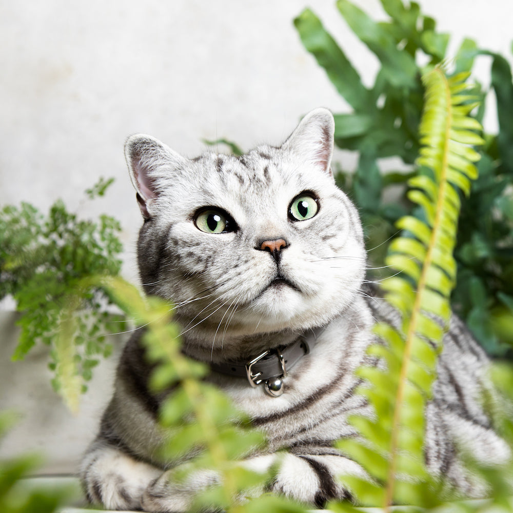 Muted Heritage Mist Cat Collar